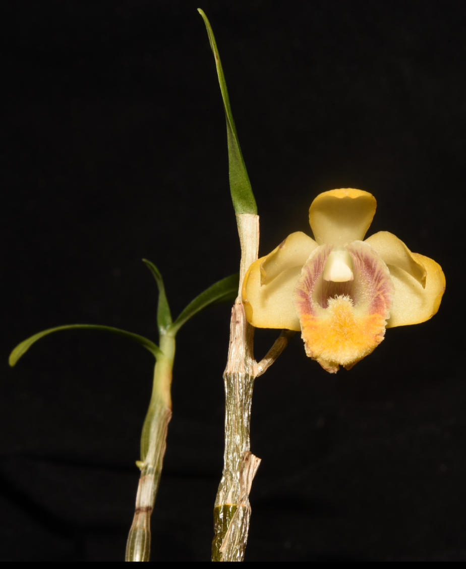 Orchids: Dendrobium — Our Plants — TropicalExotique
